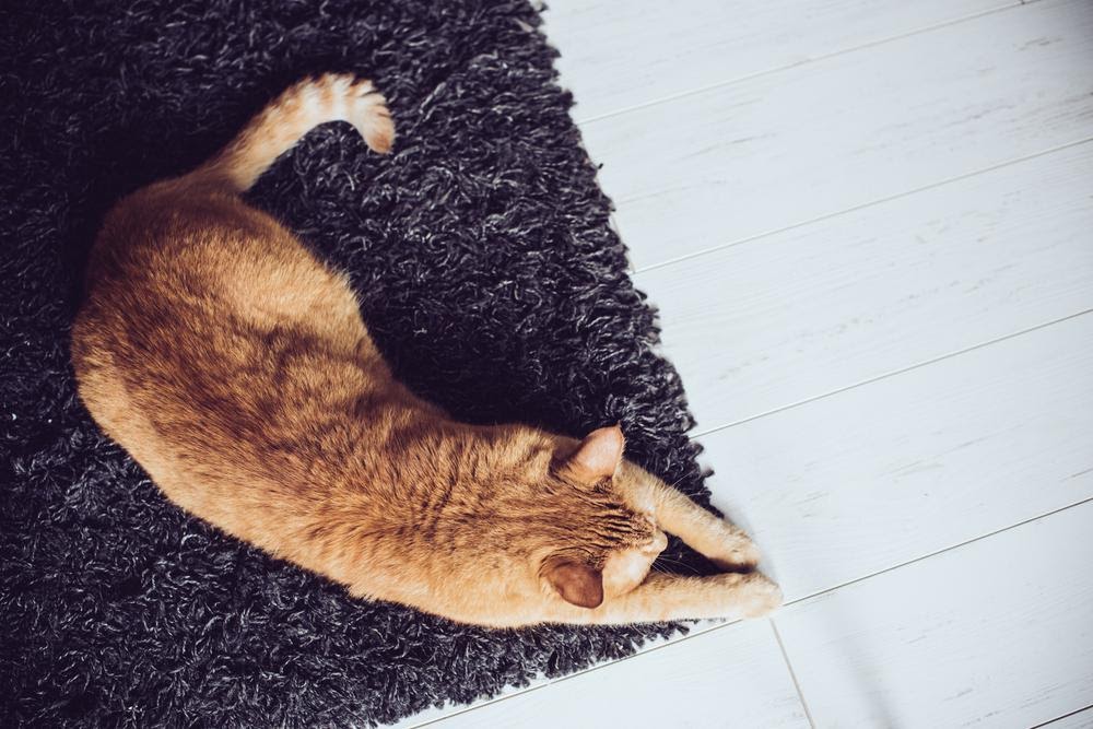 how to stop your cat from scratching the carpet
